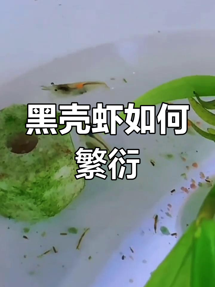 黑壳虾繁殖揭秘:从交配到孵化全过程