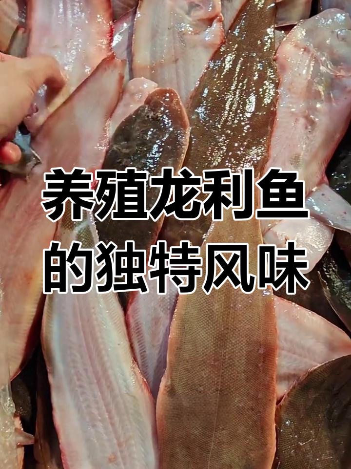 湛江养殖龙利鱼,鳞味粗香嫩滑,清蒸干煎红烧皆宜
