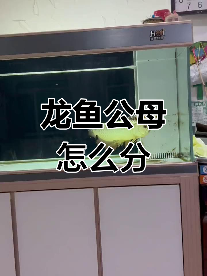 龙鱼公母辨别误区,如何正确判断性别