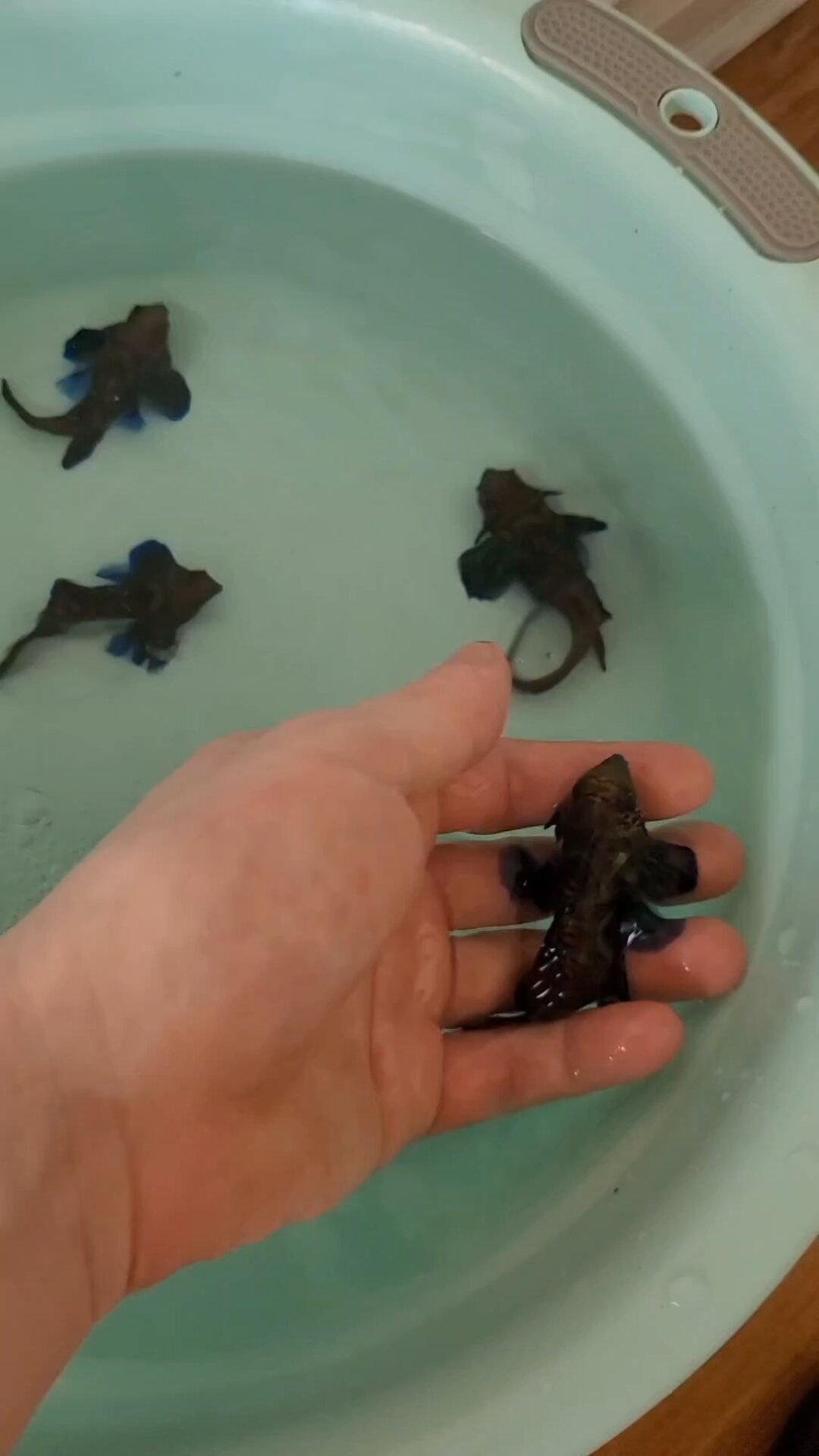 海缸养不活生物之五彩青蛙