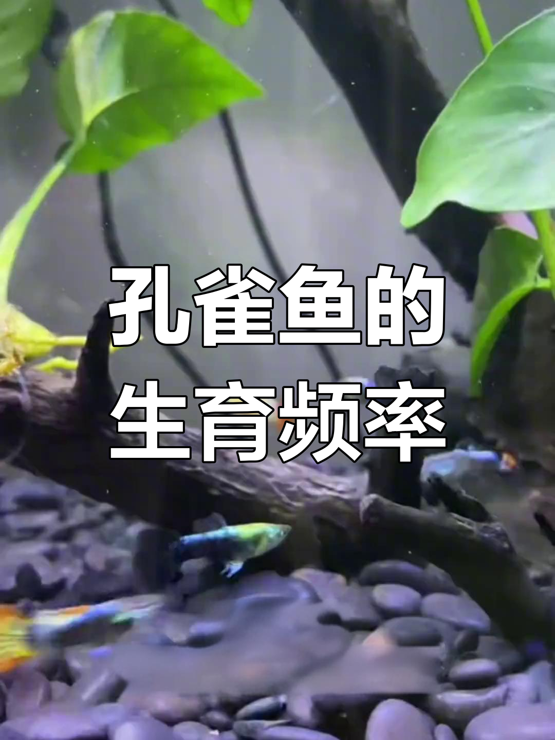 孔雀鱼多久能生一次?揭秘繁殖周期与环境影响