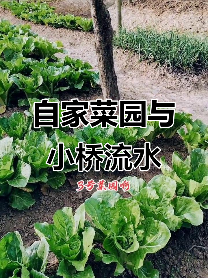 亲手挖河道,打造绿色菜园与生态池塘