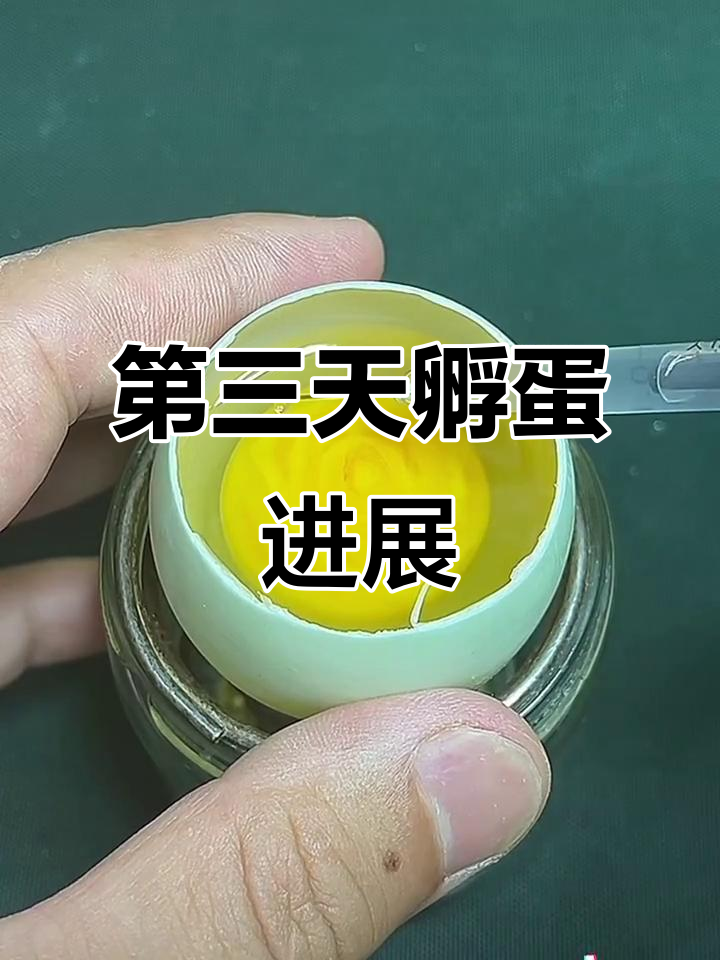 人工孵化小鸡，第三天添加营养与观察胚胎发育