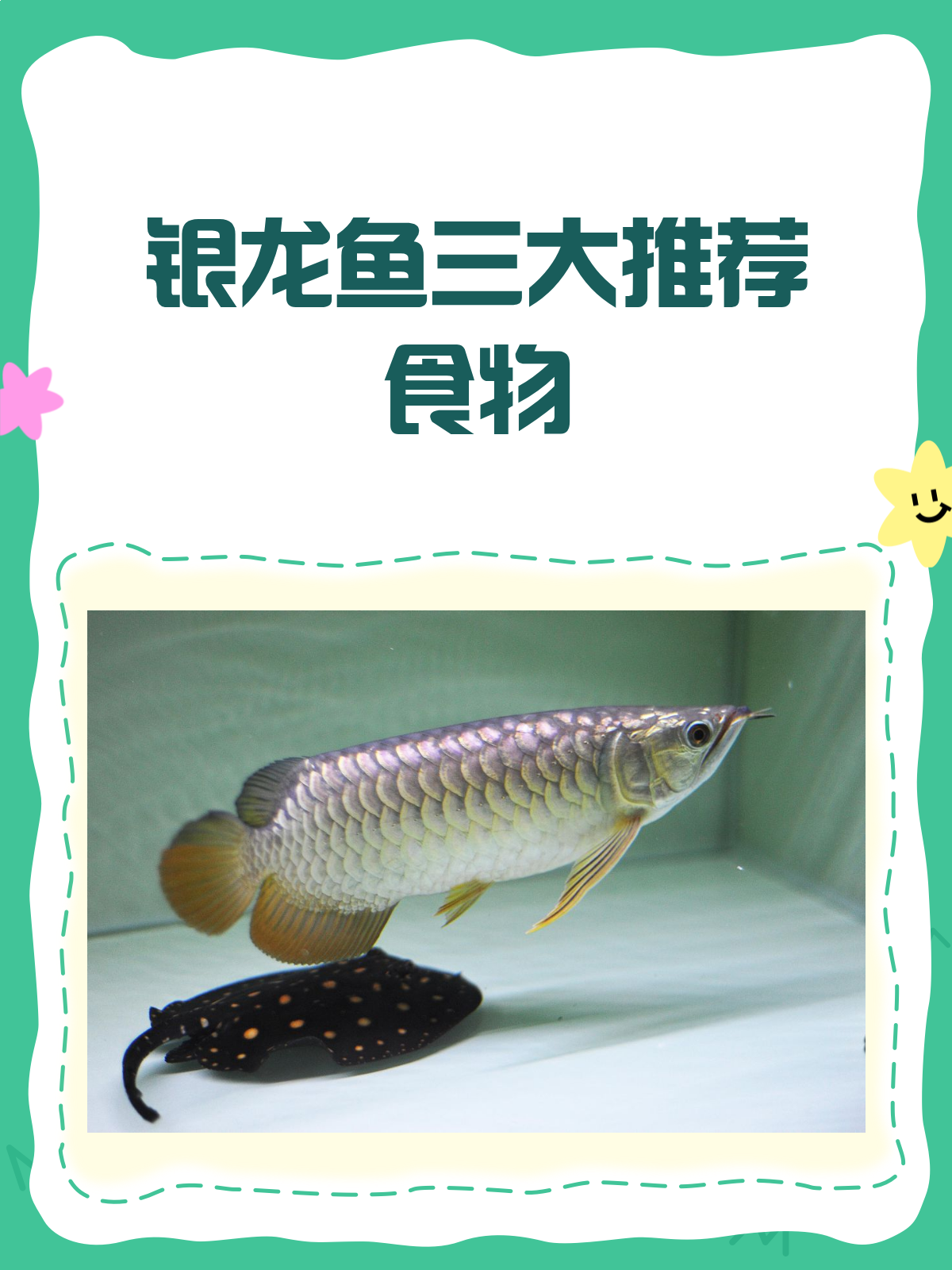 银龙鱼最爱吃的三种食物