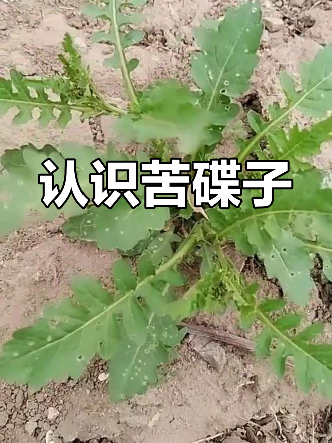 苦碟子:菊科野菜的秘密