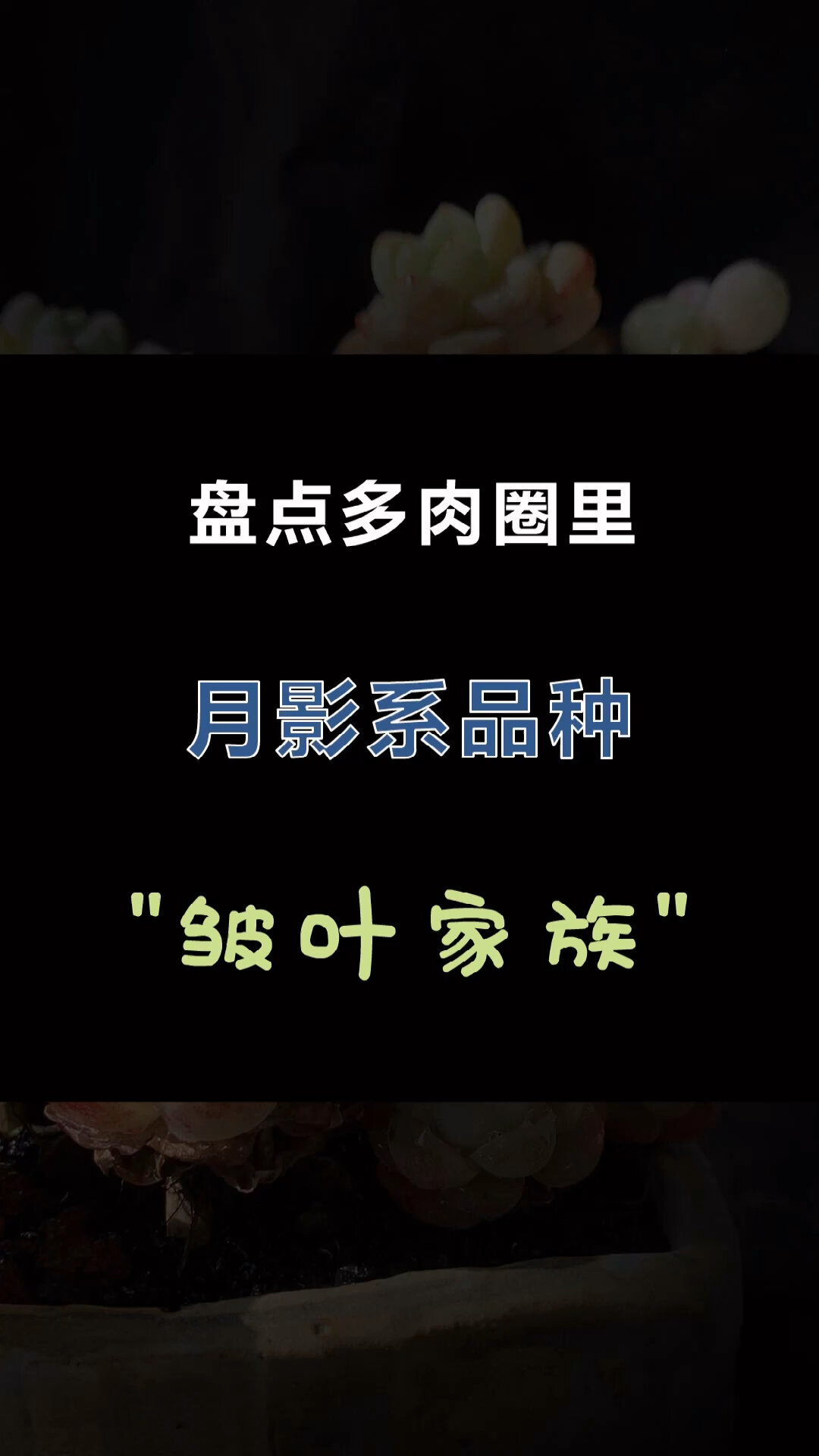 盘点多肉圈里月影系品种|皱叶家族