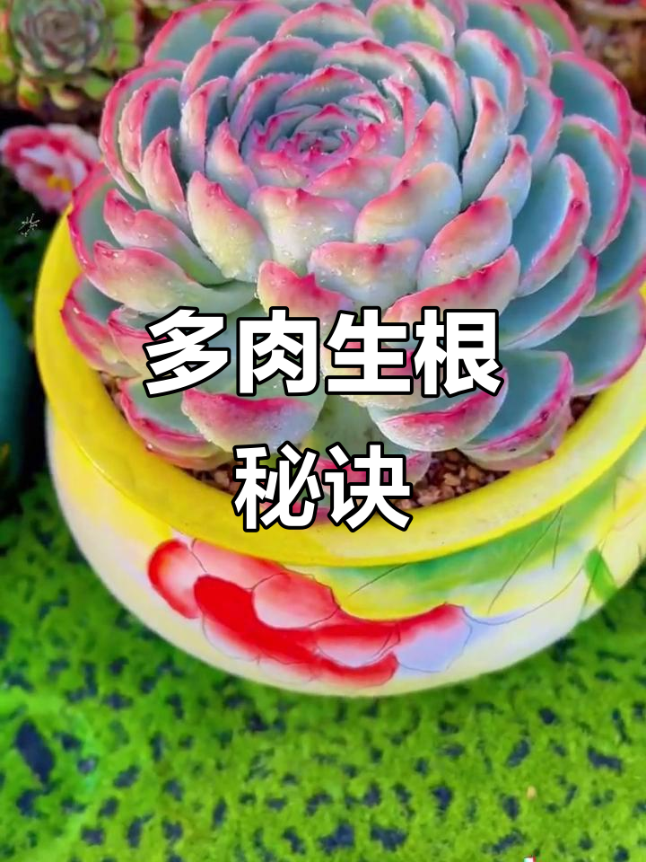 空气生根法，让多肉轻松过冬夏，新手必备技巧！