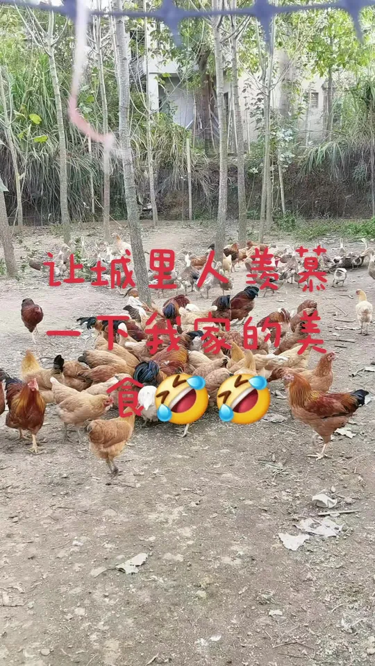 农村散养土鸡土鸭，体验原生态乡村生活的别样乐趣