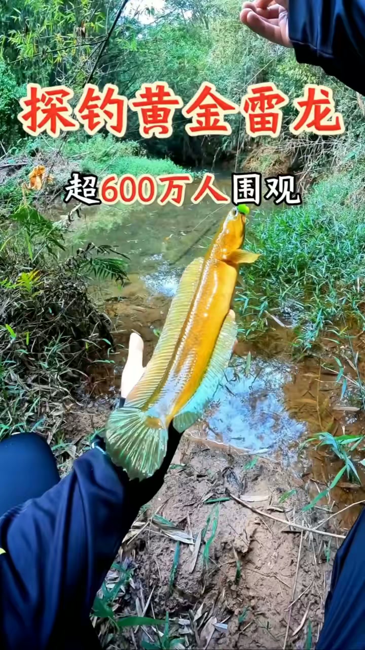 又发现黄金雷龙踪迹,山林惊喜多