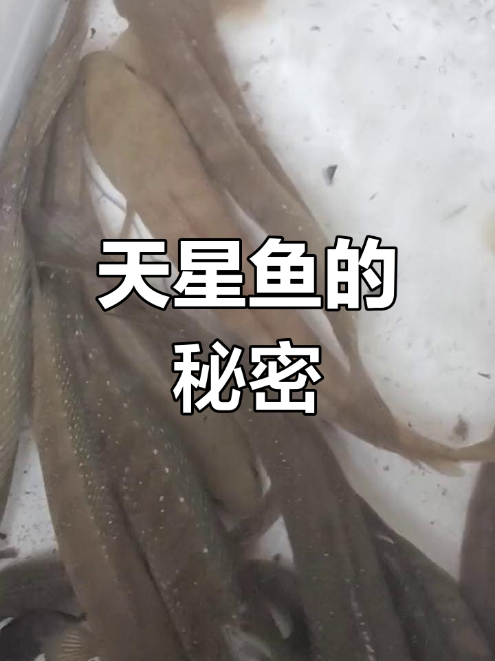 这种鱼你见过吗?我家乡叫天星鱼