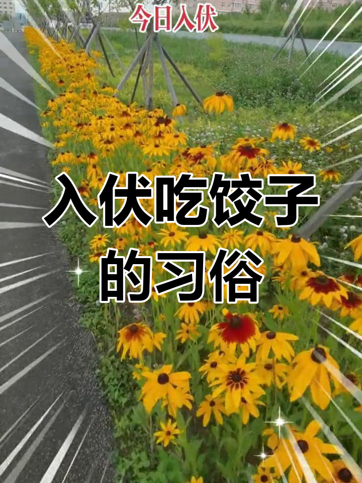 今日入伏,北方吃饺子