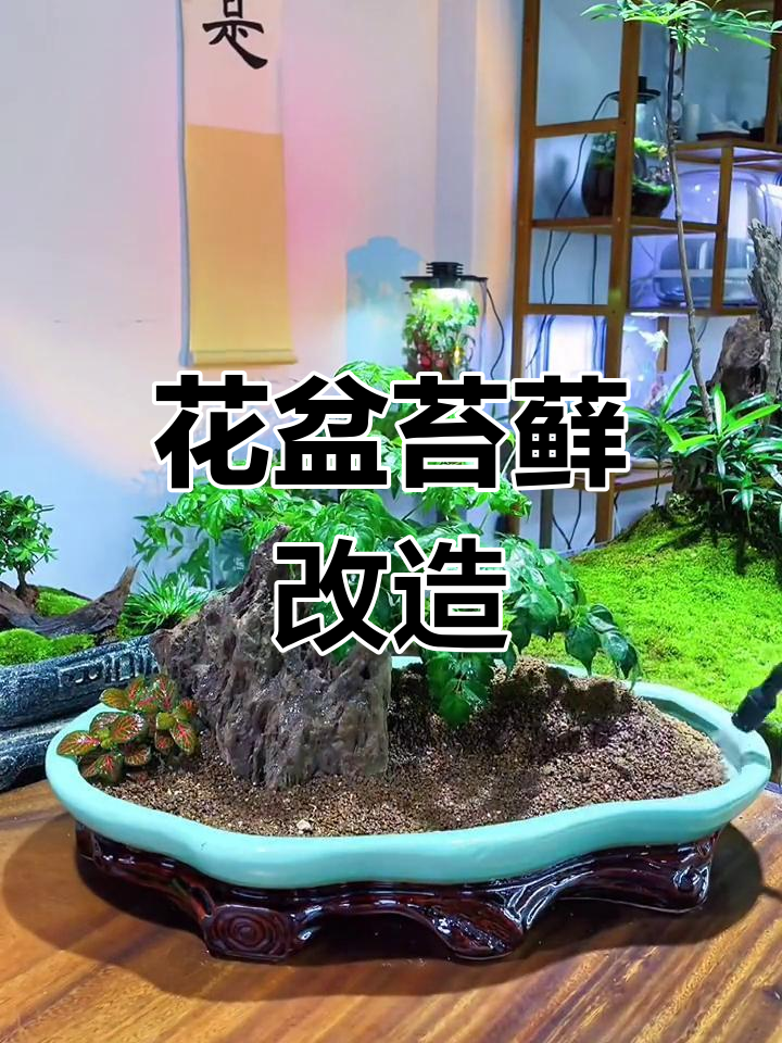 闲置花盆改造:苔藓微景观制作教程