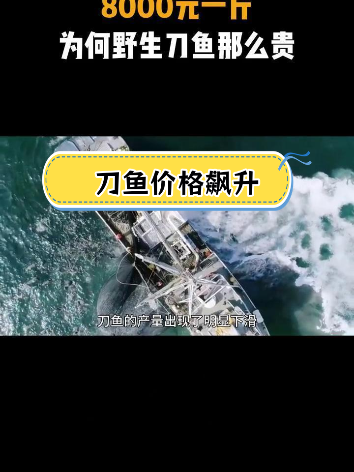 长江刀鱼价格暴涨,野生与养殖差距大