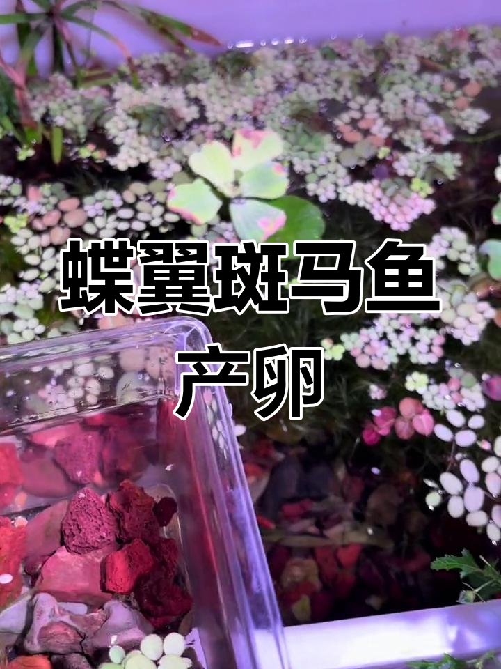 斑马鱼成功产卵,孵化经验分享
