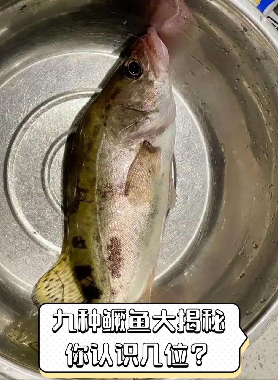 九种鳜鱼大揭秘,你认识几位?