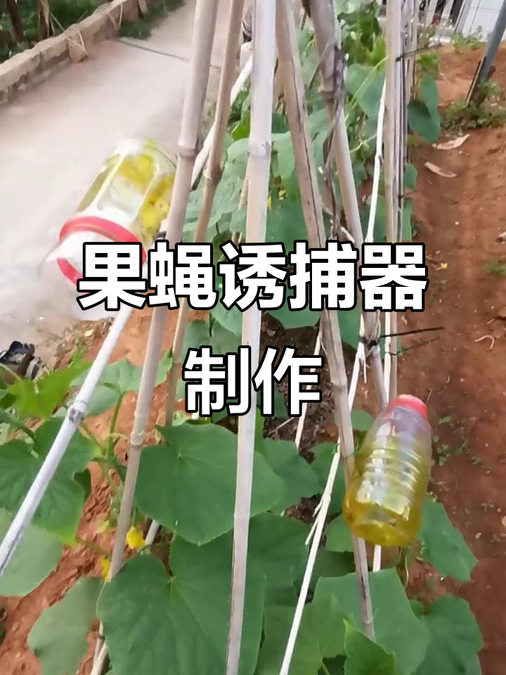 将矿泉水瓶倒置,果蝇胶水喷口朝下,瓜架顶部固定捕虫