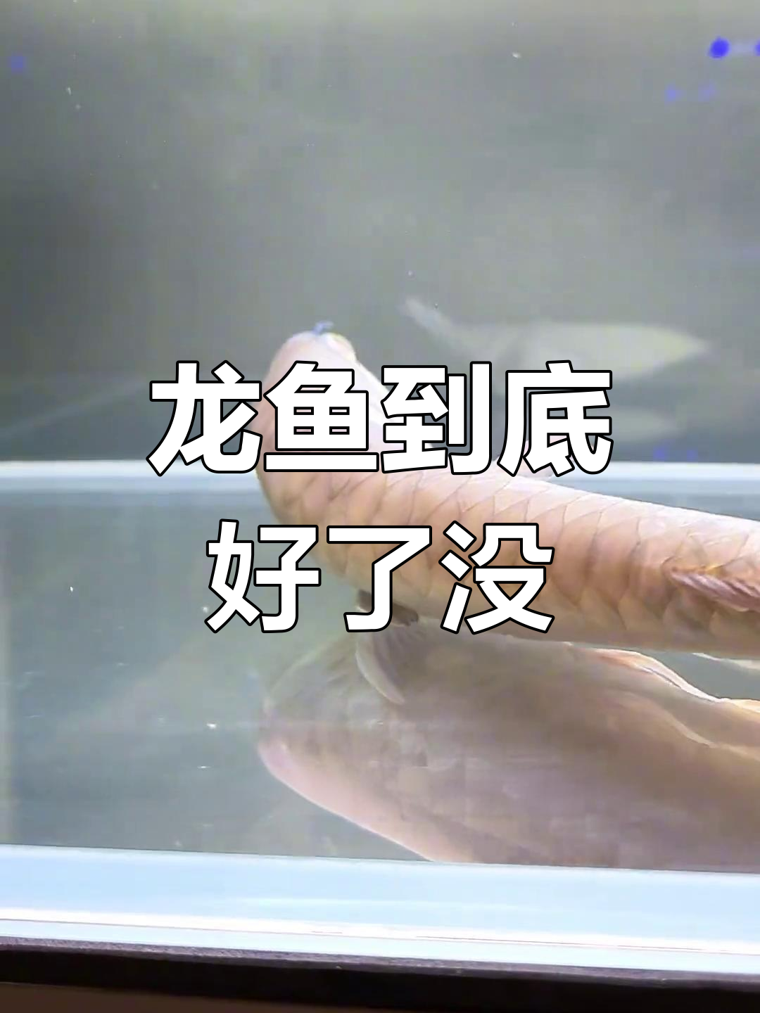 龙鱼是否在装病?观察它的真实状态