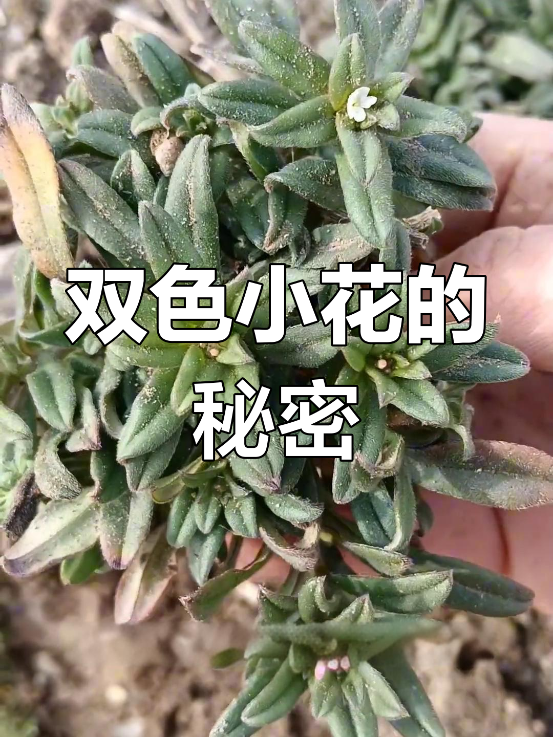 春天里的双色小花,毛呢菜与面条菜的区分方法