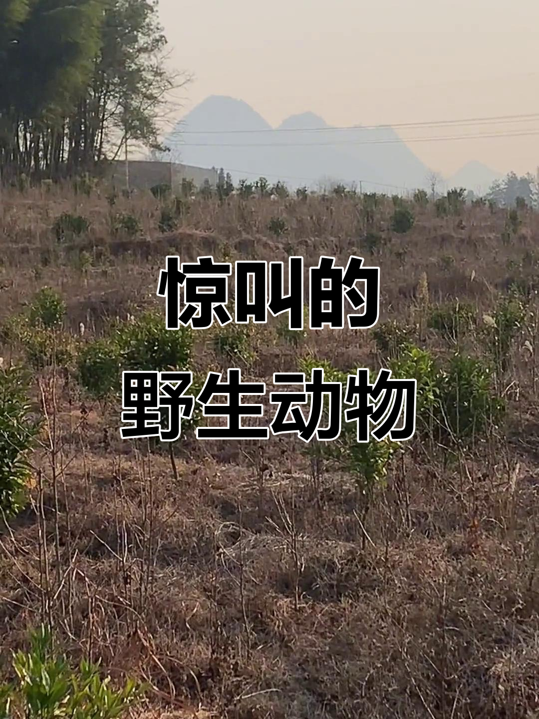 隐山惊现野鸡,叫声震撼山林