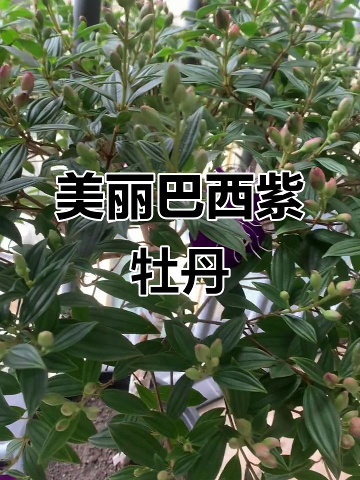 巴西紫牡丹,颜色太美了!