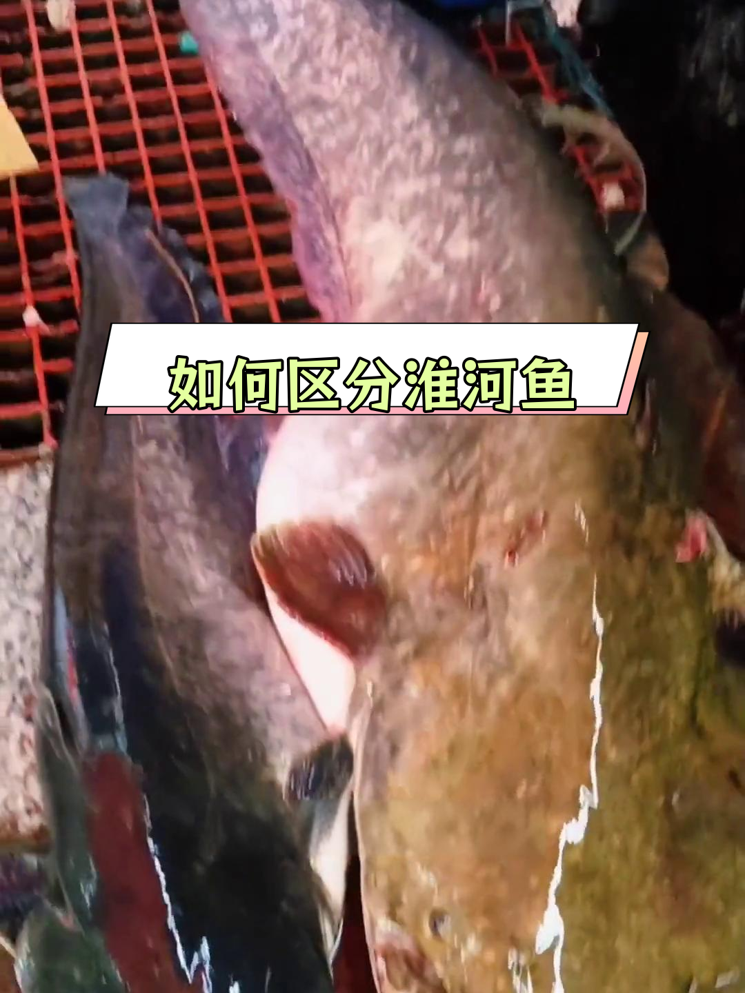 怀头鱼与鲶鱼的辨别技巧