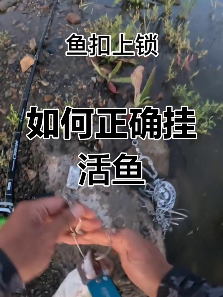 活鱼扣使用技巧大揭秘