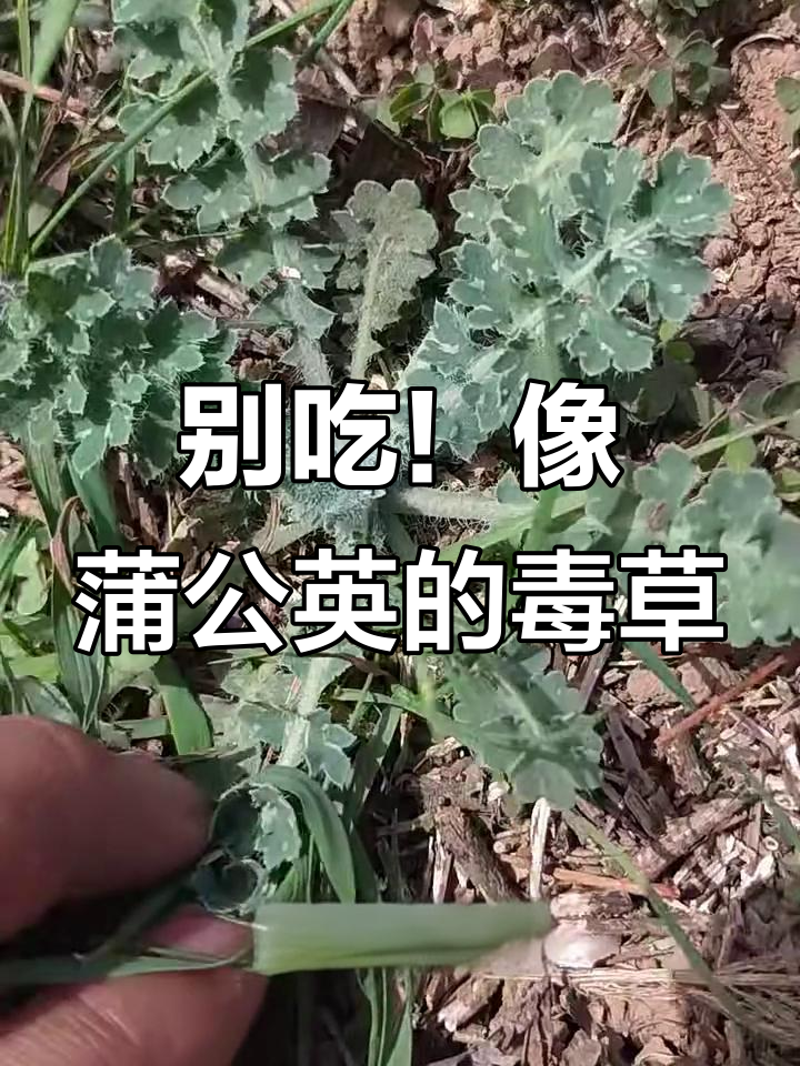 看似蒲公英却有毒,秃疮花千万别误食