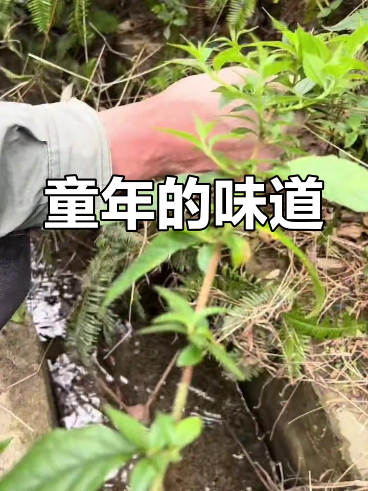 鱼泡草,童年美味,如今已不多见。你们试过吗?