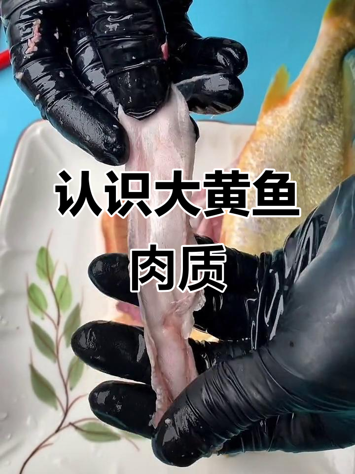 大黄鱼新鲜揭秘:如何辨别蛋黄鱼的鱼标与内脏