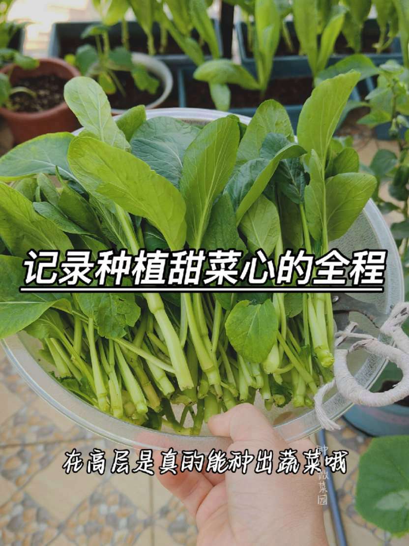能种出不打药还不生虫的有机蔬菜是我的骄傲。阳台种菜 盆栽蔬菜 家庭种植 甜菜心