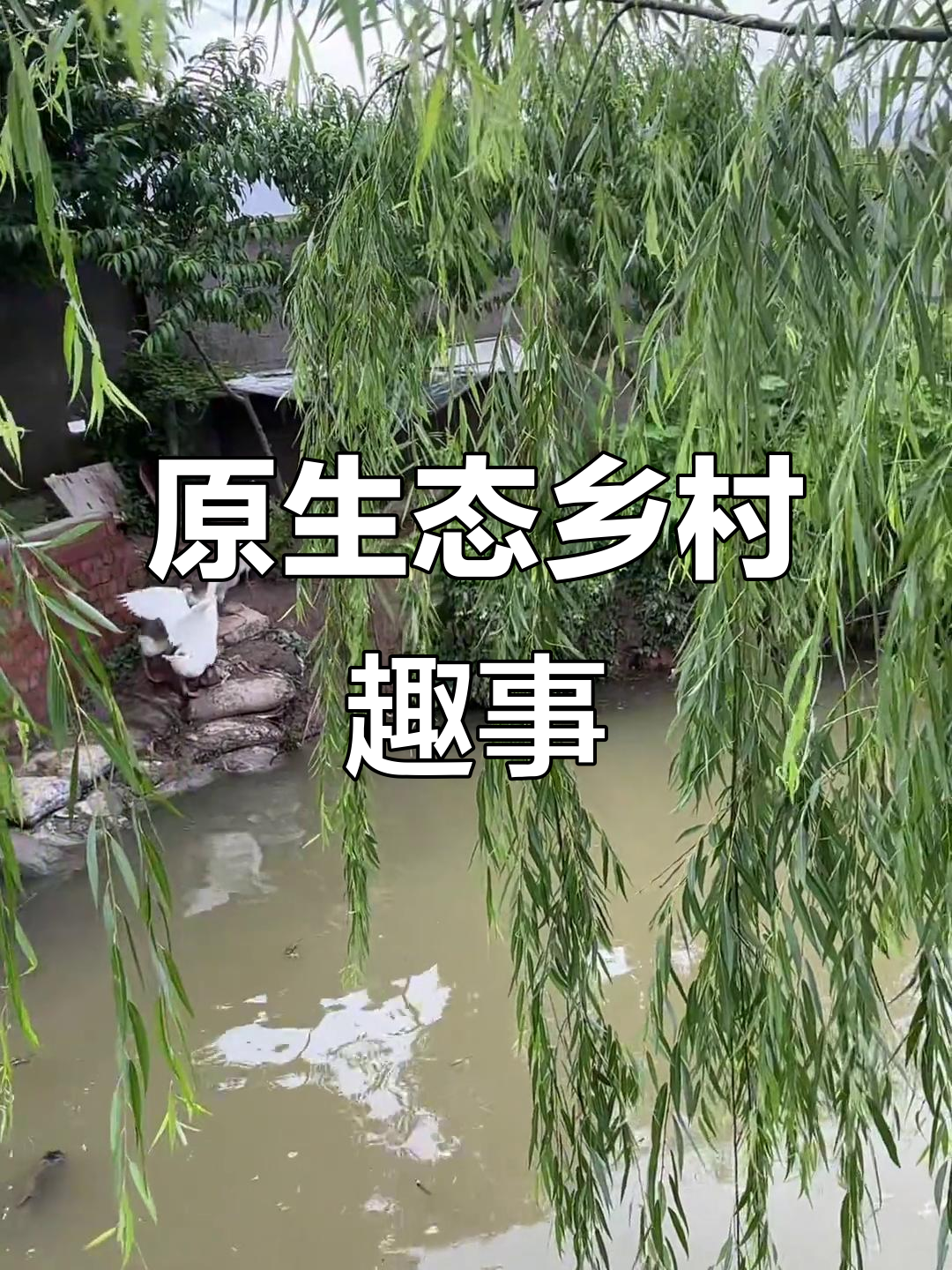 乡村生活大揭秘:狗子、三角梅与雪花鱼的日常