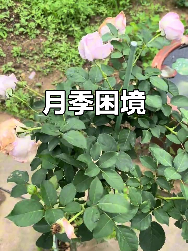 广东月季难养,高温雨天频发,多头梦想破灭,冬季再战