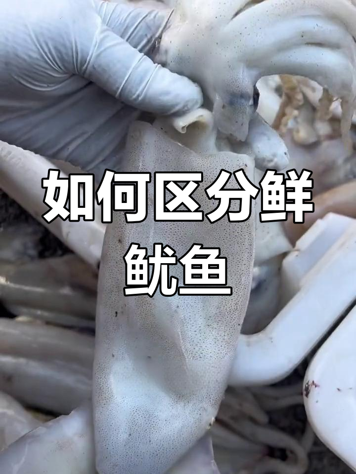 新鲜鱿鱼与泡发鱿鱼的辨别方法