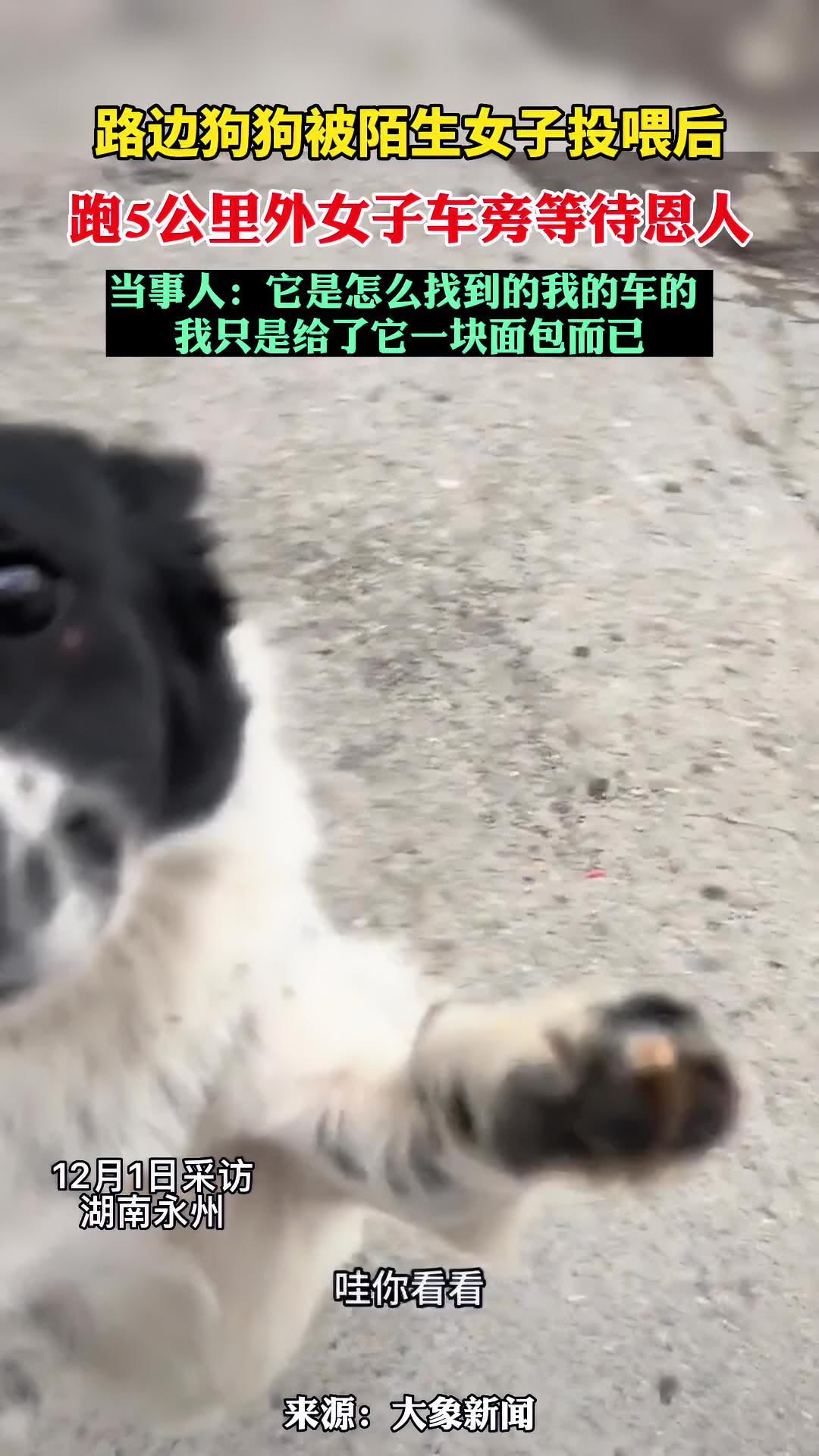 12月1日(采访),湖南永州,女子称早上出门给路边狗狗一块面包,9小时后下班发现狗狗在车旁