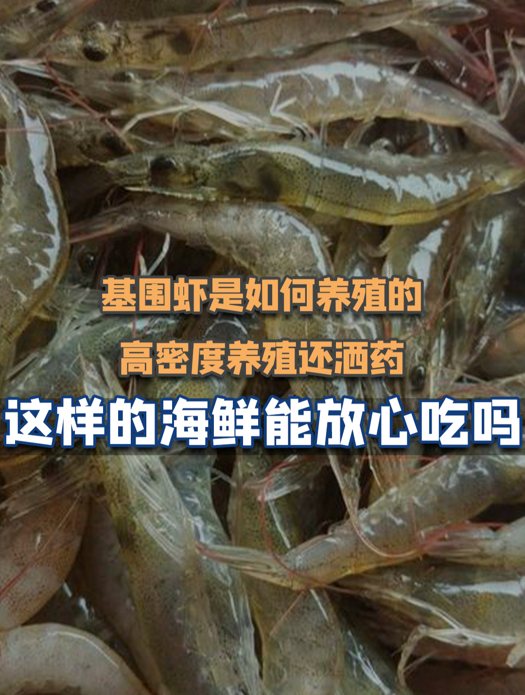 高密度养殖，还洒药，人工养殖基围虾还能放心吃吗？