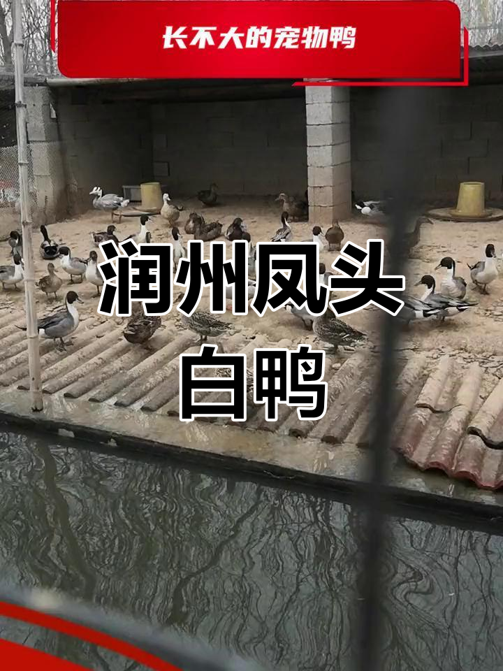 成都凤头鸭的历史与特色
