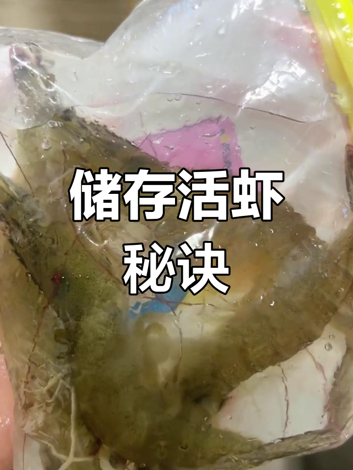 活虾冷冻保存法,口感如新