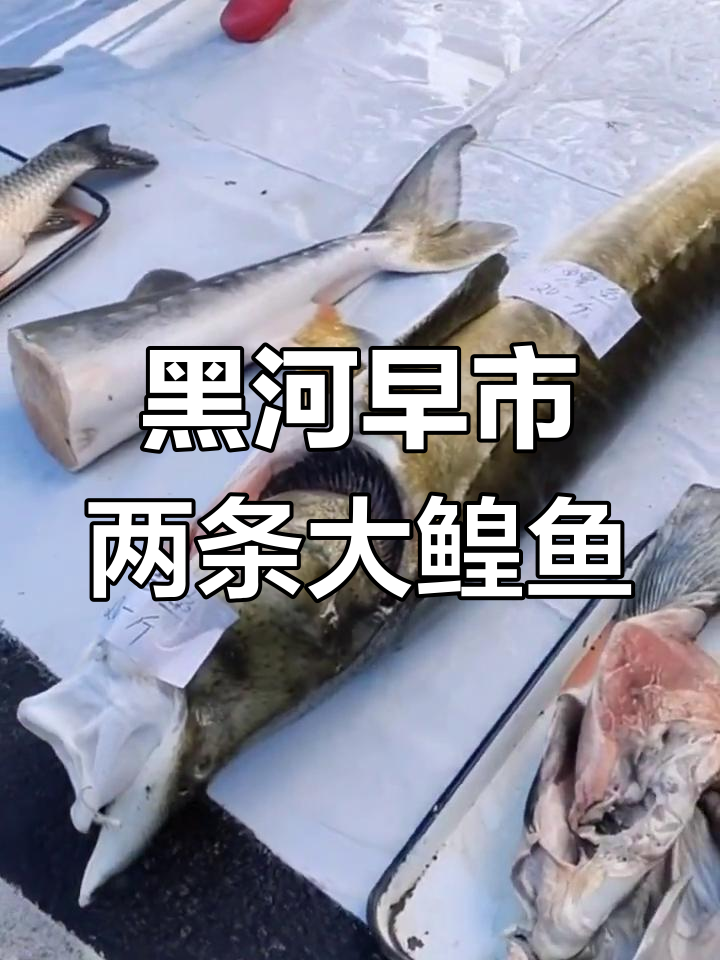 黑河早市现大鳇鱼,售价120元/斤