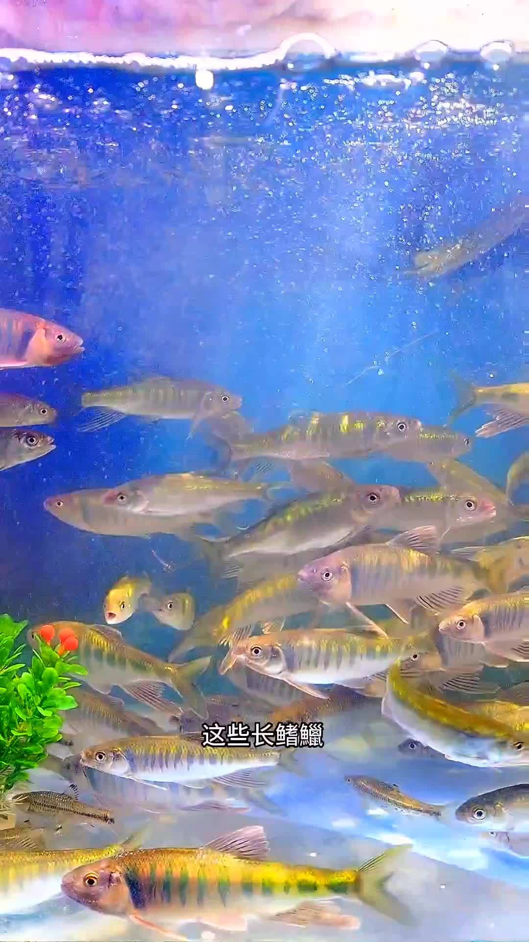 昨天在我们门前河里钓的发色长鳍鱲(俗称桃花瓣)。谁知道安康汉滨区哪里有宽鳍鱲?原生鱼 长鳍