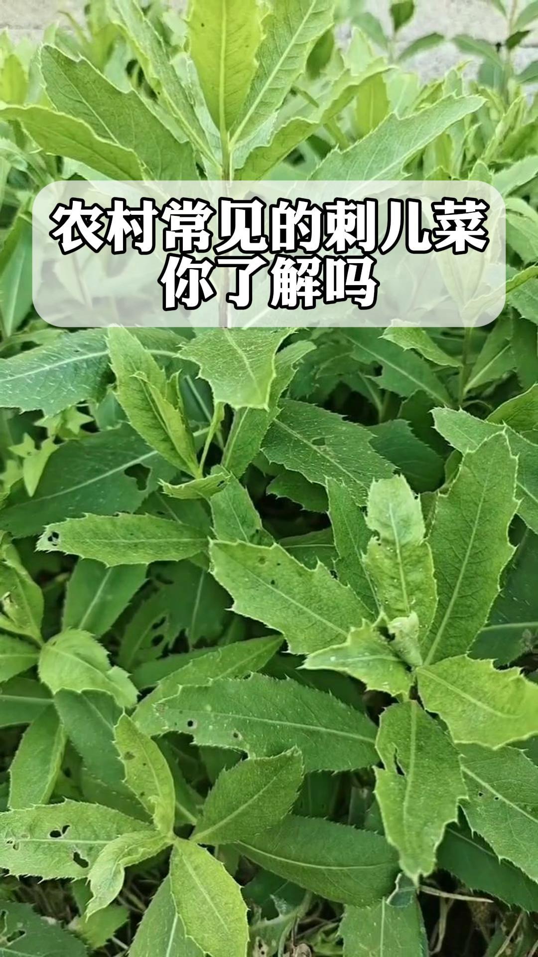 农村常见的刺儿菜,你了解吗?