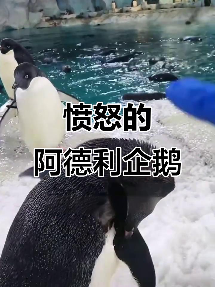 阿德利企鹅生气时,头发竖起像怒发冲冠