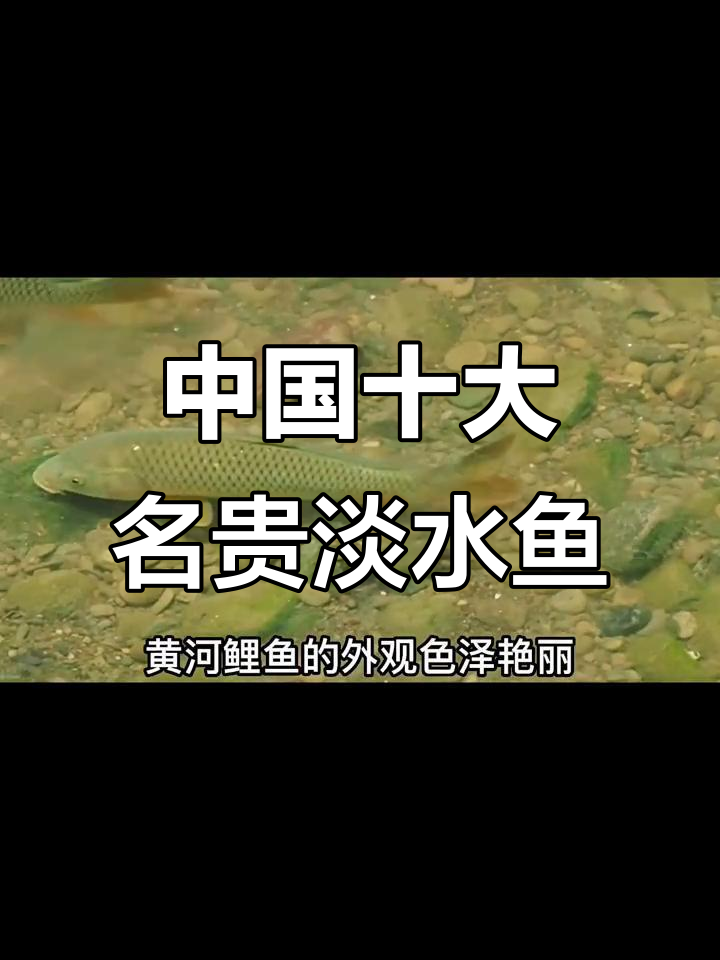 黄河鲤鱼到野生鲟鱼,中国最昂贵的淡水鱼类大揭秘