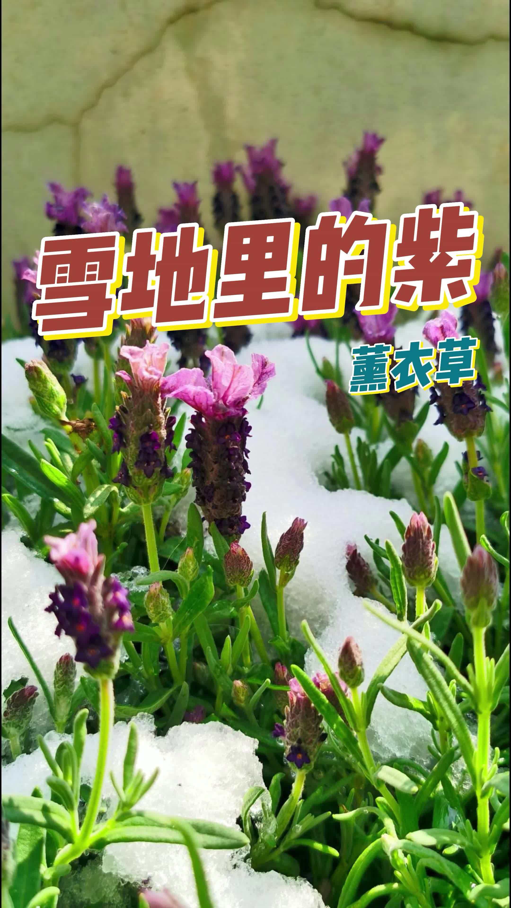想观赏薰衣草花海的花友们,现在就可以开始播种了 薰衣草 薰衣草花海 阳台种花