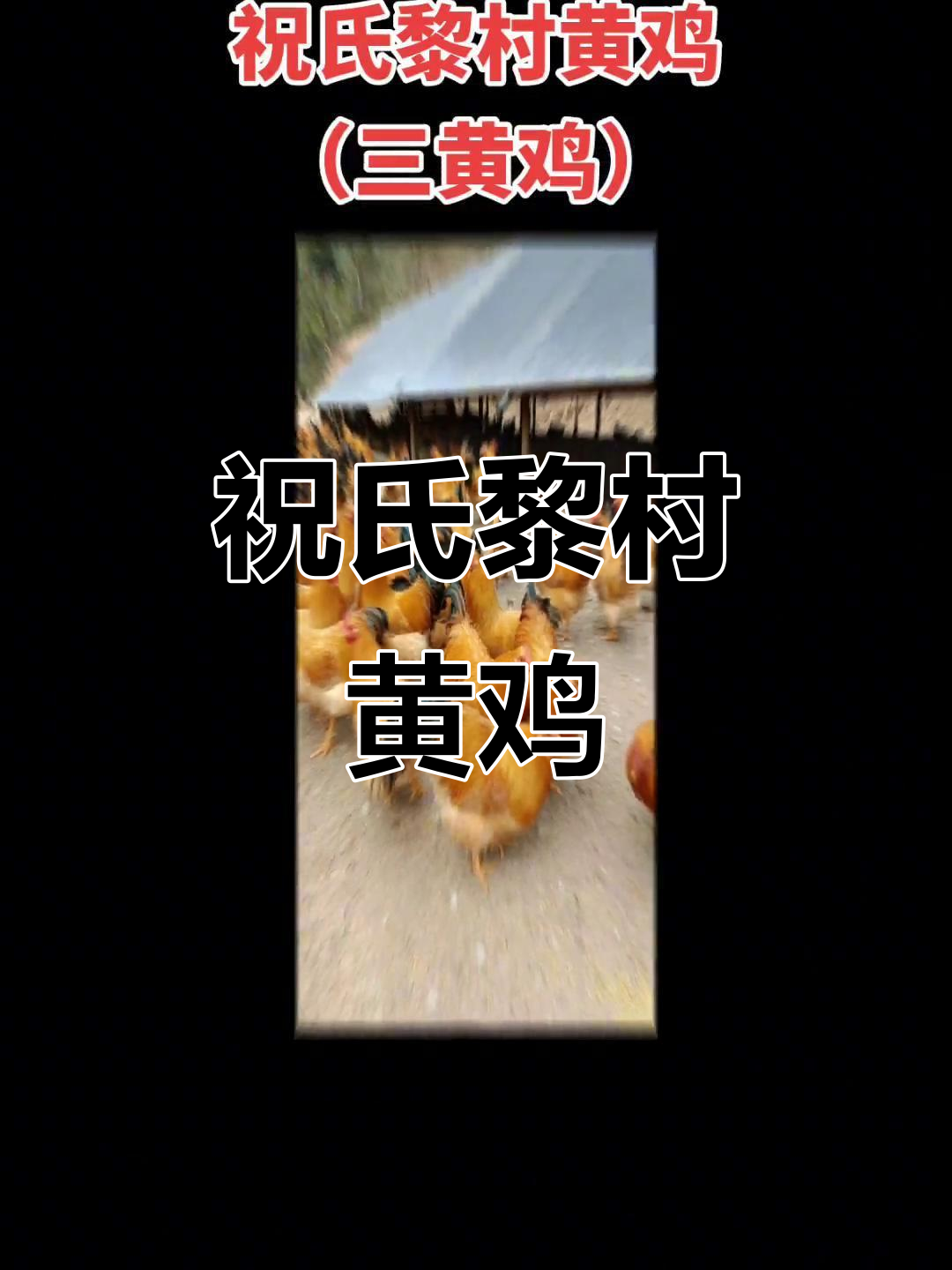 广西三黄鸡:祝氏黎村优质黄鸡苗,家禽养殖新选择