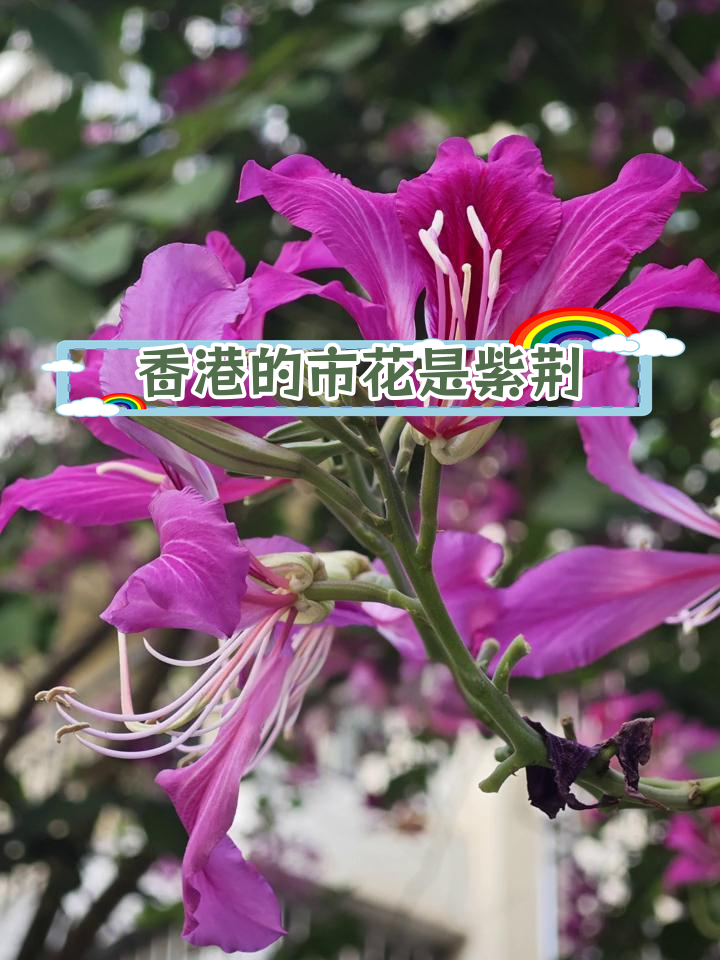 紫荆花的秘密:香港市花与豆科植物