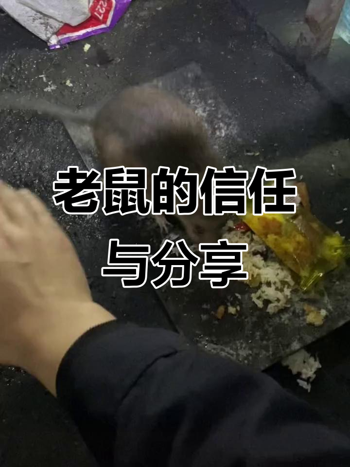 老鼠信任你,就会和你分享面包和火腿肠