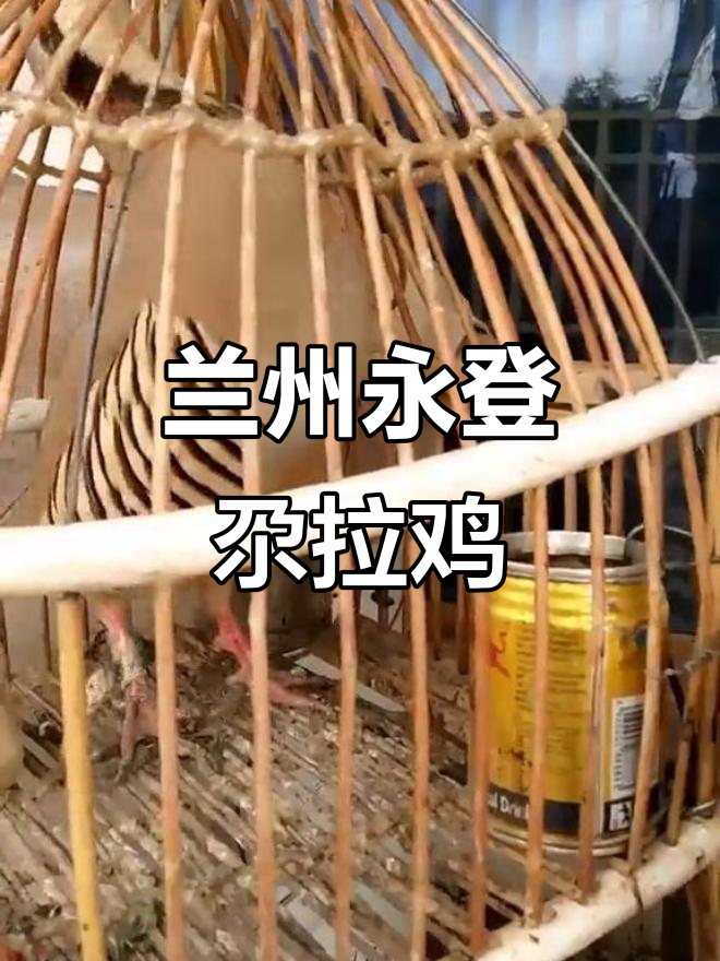 甘肃永登尕拉鸡,胖乎乎超可爱