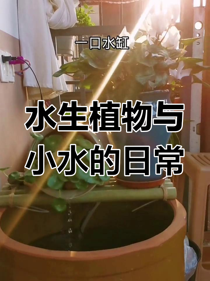 小水井里的睡莲与小鱼,零经验养殖的日常