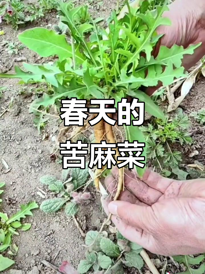春天里的苦麻菜,你尝过吗?快来一起挖野菜吧!