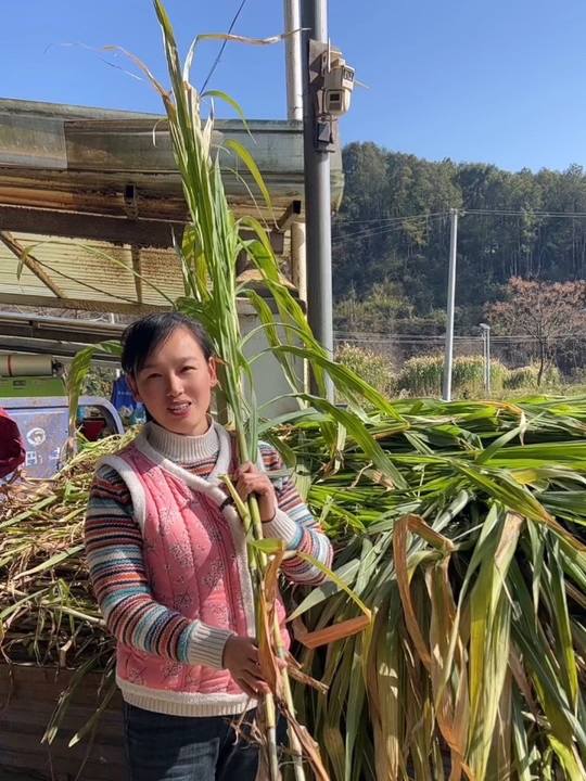 我是用牧草养鸡鸭鹅猪的人，选择自然养殖的坚实路